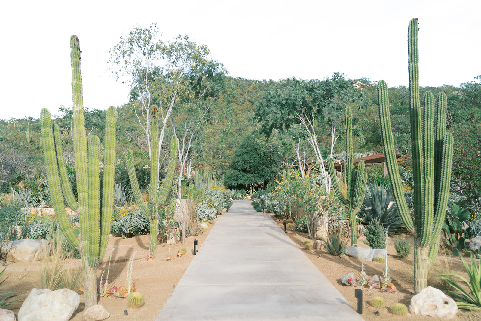 Los Agaves new wedding venue